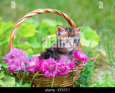 Poco carino gattino in un cestino con fiori di colore rosa all'aperto Foto Stock