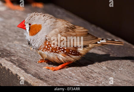 Zebra Finch (taeniopygia guttata) maschio Foto Stock