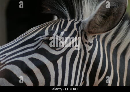 Zebra vicino al viso fino Foto Stock