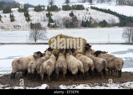 Pecora mangia fieno in inverno nella neve. Scozia Foto Stock