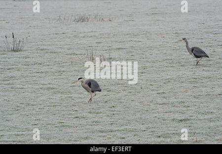 Ardea cinerea. Gli aironi cenerini in cerca di cibo in un gelido campo. Scottish Borders, Scozia Foto Stock