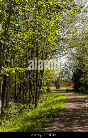 Trans Canada trail running attraverso Prince Edward Island, Canada. Anche sapere su PEI come la Confederazione Trail. Foto Stock