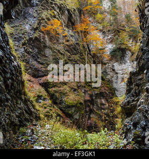 Alberi che crescono sulle rocce in una caduta stagione Foto Stock