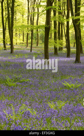 Una vista delle Bluebells in Micheldever legno. Foto Stock