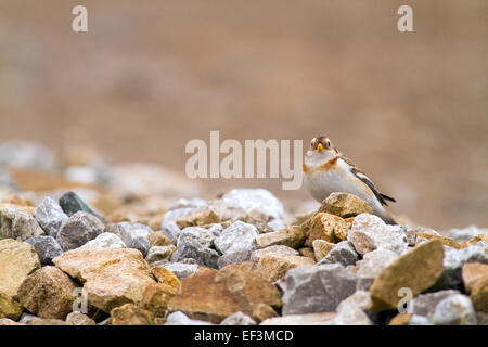 Snow Buntings in Cooley montagne,l'Irlanda Foto Stock