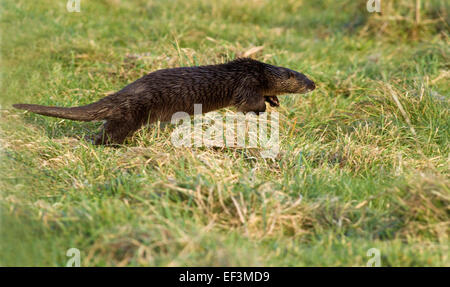 Otter compie una corsa per it,Cooley,Co.Louth, Irlanda Foto Stock