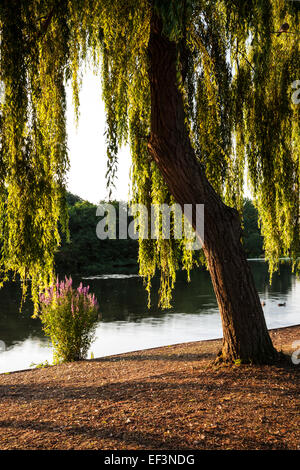 La mattina presto la luce del sole attraverso un salice piangente a bordo di un piccolo lago a Swindon, Wiltshire. Foto Stock