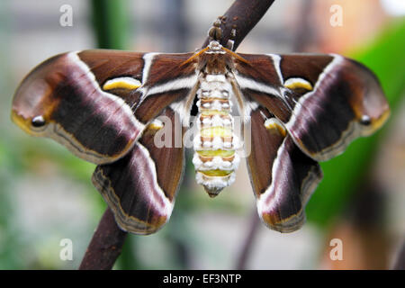 Farfalla di seta (Samia ricini) close-up. DOF poco profondo! Foto Stock