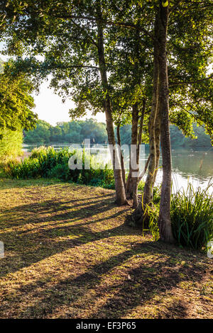 La mattina presto la luce del sole attraverso un piccolo lago a Swindon, Wiltshire. Foto Stock