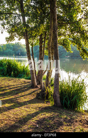 La mattina presto la luce del sole attraverso un piccolo lago a Swindon, Wiltshire. Foto Stock