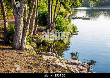 La mattina presto la luce del sole attraverso un piccolo lago a Swindon, Wiltshire. Foto Stock