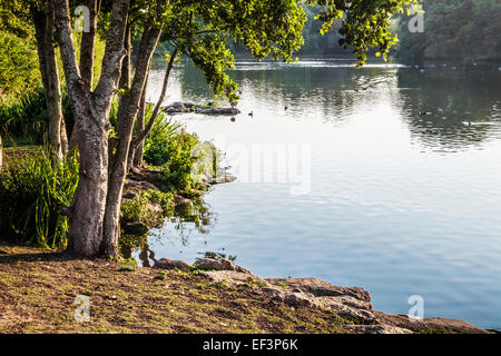 La mattina presto la luce del sole attraverso un piccolo lago a Swindon, Wiltshire. Foto Stock