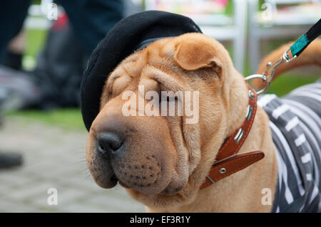 Lo Shar Pei è una razza di cane noto per le sue caratteristiche distintive di rughe profonde e un blu-nero della lingua. Foto Stock