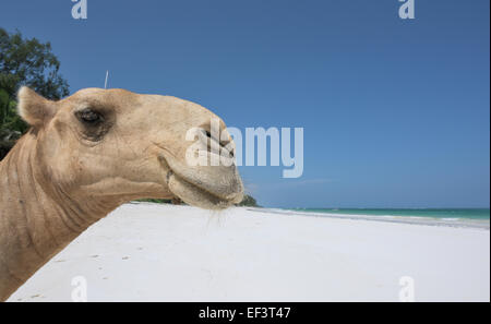 Crazy Camel a Diani Beach, ukunda, Mombasa, in Kenya Foto Stock