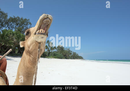 Crazy Camel a Diani Beach, ukunda, Mombasa, in Kenya Foto Stock