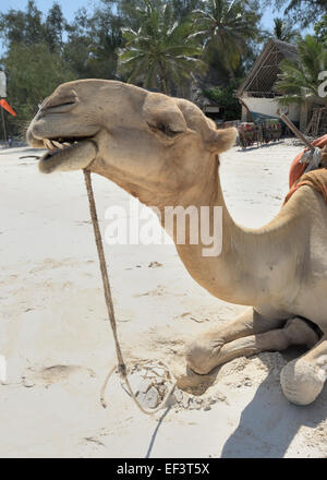 Crazy Camel a Diani Beach, ukunda, Mombasa, in Kenya Foto Stock