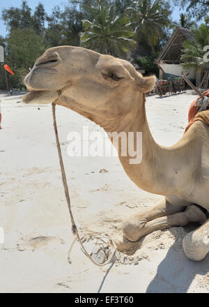 Crazy Camel a Diani Beach, ukunda, Mombasa, in Kenya Foto Stock