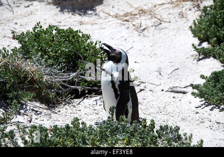 Pinguino africana nel suo habitat naturale a Boulders Beach in Sud Africa Foto Stock