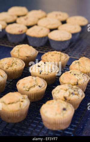 Muffin su un vassoio di raffreddamento Foto Stock