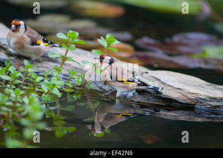 Cardellini visitare un laghetto in giardino a fare il bagno e bere, Hastings, East Sussex, Regno Unito Foto Stock