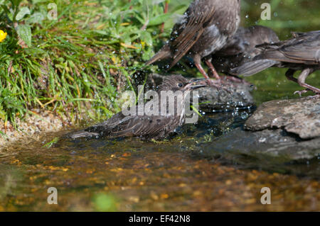 Neonata storni bagno in un laghetto in giardino in una giornata di sole, Hastings, East Sussex, Regno Unito Foto Stock