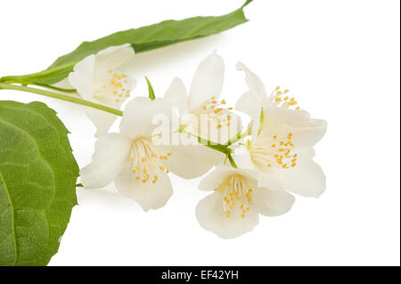Fiori di dogwood inglese isolati su sfondo bianco Foto Stock