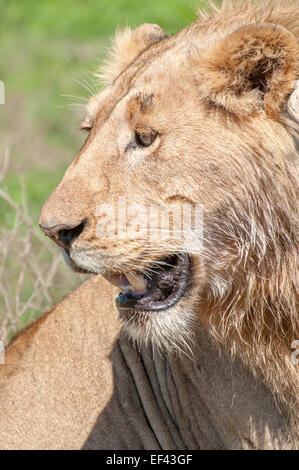 Da vicino il ritratto di una giovane maschio lion, che mostra solo la testa e il viso. Foto Stock