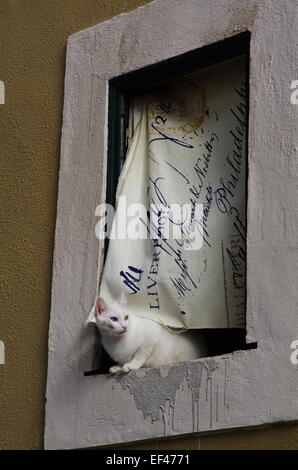 Gatto Bianco con strani occhi colorati si siede in un davanzale di Lisbona con tendina ondeggianti nella brezza dietro di esso. Foto Stock