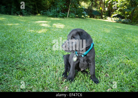 Il Labrador cucciolo a mangiare cibo e acqua potabile al di fuori sul prato Foto Stock