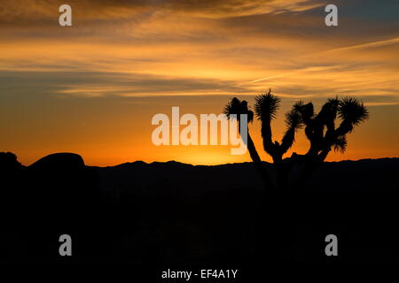 A Joshua tree stagliano contro una fiammante golden rosso e giallo ambra sunrise nel Mojave deserti Joshua Tree National Park Foto Stock