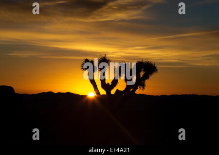 A Joshua tree stagliano contro una fiammante golden rosso e giallo ambra sunrise nel Mojave deserti Joshua Tree National Park Foto Stock