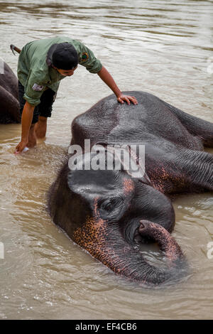 Un ranger parco che bagna elefante in un campo di elefante gestito dalla conservazione unità di risposta (CRU)--Gunung Leuser National Park, a Tangkahan, Indonesia. Foto Stock