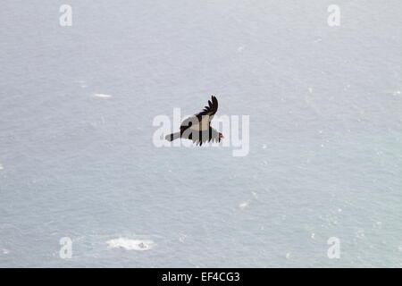 Una selvaggia California condor (Gymnogyps californianus) soaring sopra il Pacifico a Big Sur in California il più grande North American bird Foto Stock