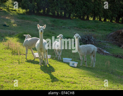 Giovani alpaca in una fattoria nel tardo pomeriggio di sole, Baia di Planty, Nuova Zelanda Foto Stock