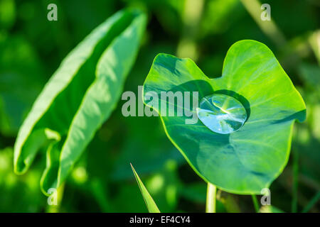 Close-up di fresco verde foglia con gocce di pioggia o rugiada acqua su di esso Foto Stock