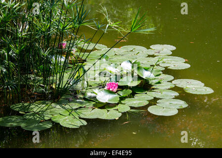 Giardino con laghetto di ninfee o fiori di loto Foto Stock