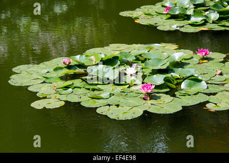 Giardino con laghetto di ninfee o fiori di loto Foto Stock