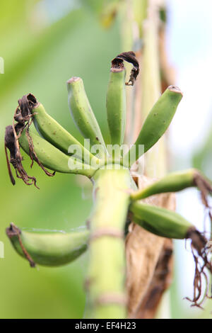 Close up di giovani banane sul bananaTree Foto Stock