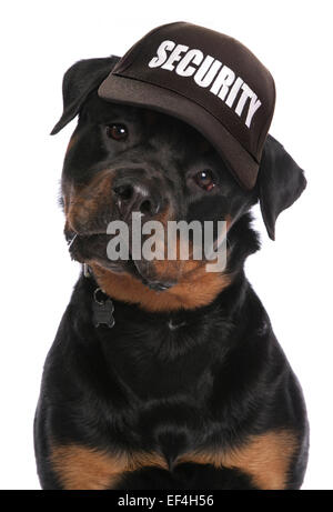 Rottweiler indossando la sicurezza berretto da baseball Foto Stock