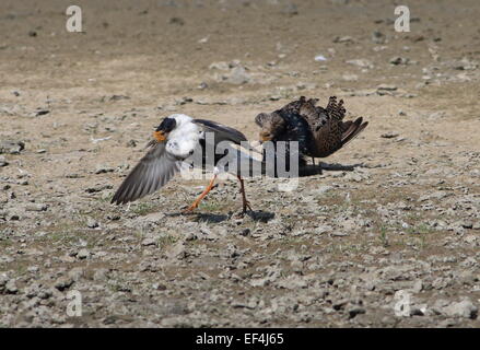 Due maschi europei (Calidris pugnax) in piena riproduzione plumage esponendo e minacciando in un'arena di accoppiamento lek Foto Stock