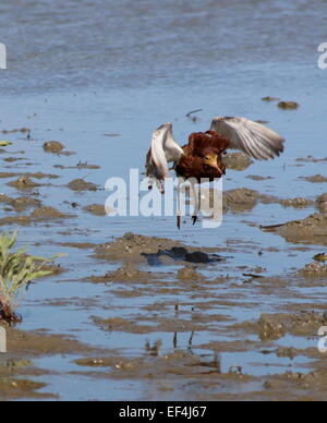 Ruff europeo (Calidris pugnax) in piena riproduzione piumaggio che tocca le zone umide costiere Foto Stock