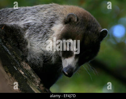 Chiudere=up della testa di un messicano bianco-coati dal naso o coatimundi (Nasua narica) messa a contatto visivo Foto Stock