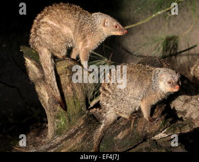 Coppia di due East African nastrare mongooses (Mungos mungo) in posa insieme al sole su un ceppo di albero Foto Stock