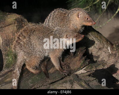 Coppia di due East African nastrare mongooses (Mungos mungo) in posa insieme al sole su un ceppo di albero Foto Stock