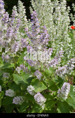 Salvia sclarea, Muscatel Sage, Muskatellersalbei, Muskateller-Salbei, Muskat-Salbei, Muskatsalbei, Muskatellasalbei, salvia sclarea Foto Stock