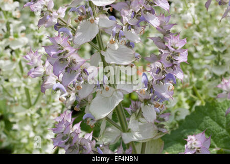 Salvia sclarea, Muscatel Sage, Muskatellersalbei, Muskateller-Salbei, Muskat-Salbei, Muskatsalbei, Muskatellasalbei, salvia sclarea Foto Stock