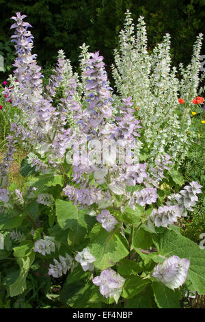 Salvia sclarea, Muscatel Sage, Muskatellersalbei, Muskateller-Salbei, Muskat-Salbei, Muskatsalbei, Muskatellasalbei, salvia sclarea Foto Stock