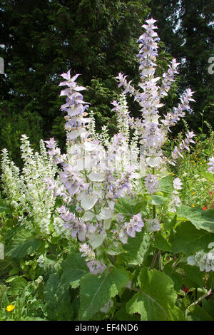 Salvia sclarea, Muscatel Sage, Muskatellersalbei, Muskateller-Salbei, Muskat-Salbei, Muskatsalbei, Muskatellasalbei, salvia sclarea Foto Stock