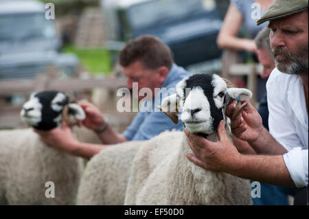 A giudicare swaledale ovini all'annuale mostra Muker, Swaledale, North Yorkshire, Regno Unito. Foto Stock