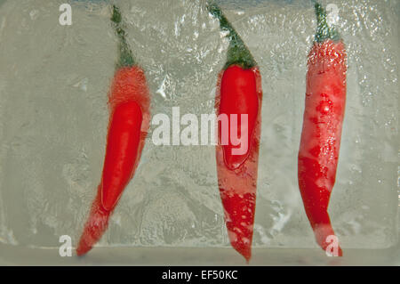 Congelati peperoncini piccanti rossi sospeso in ghiaccio. Foto Stock